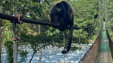 Descubra el bosque de Sarapiquí desde un puente colgante