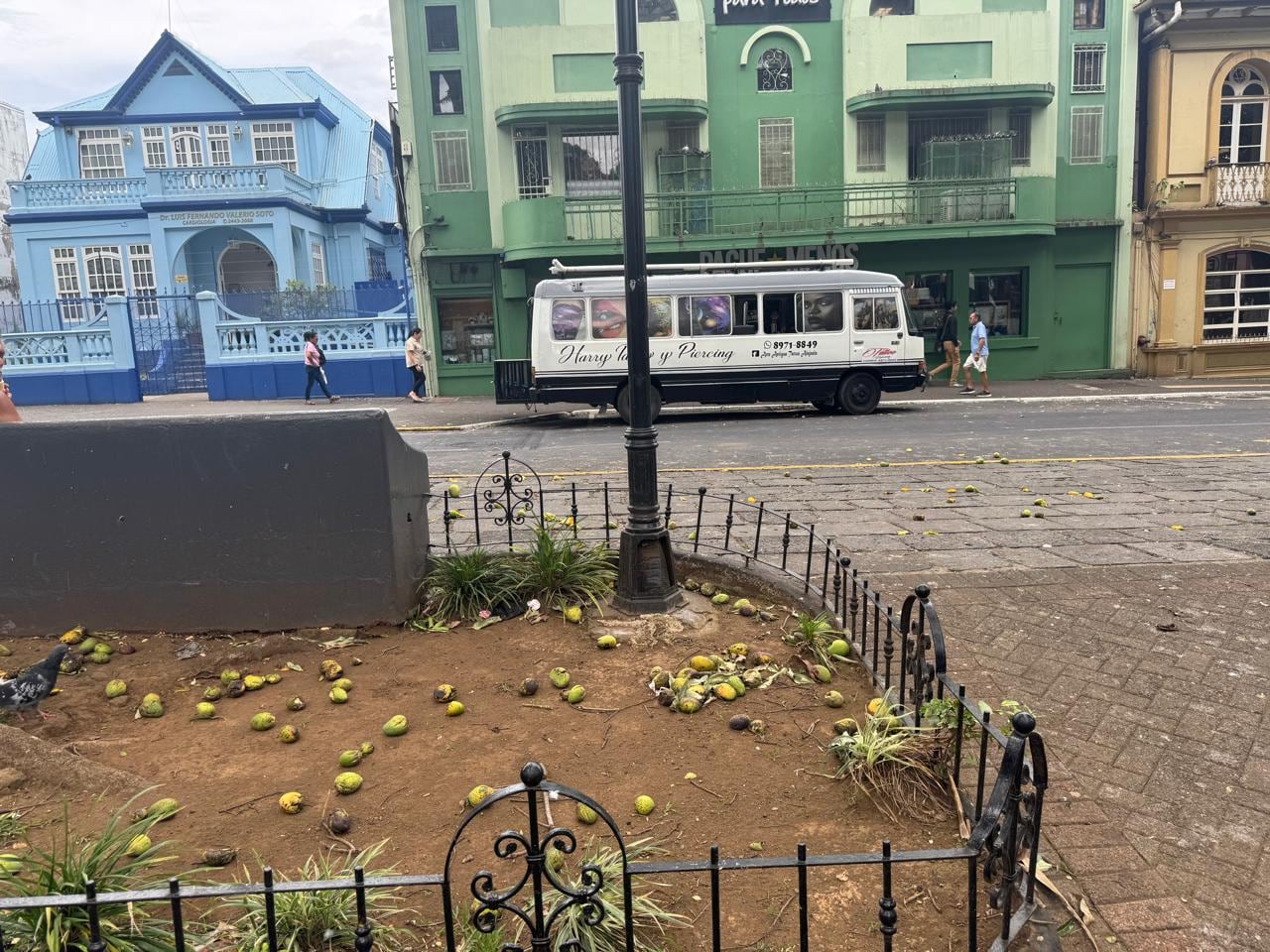 Caída de mangos en parque de Alajuela