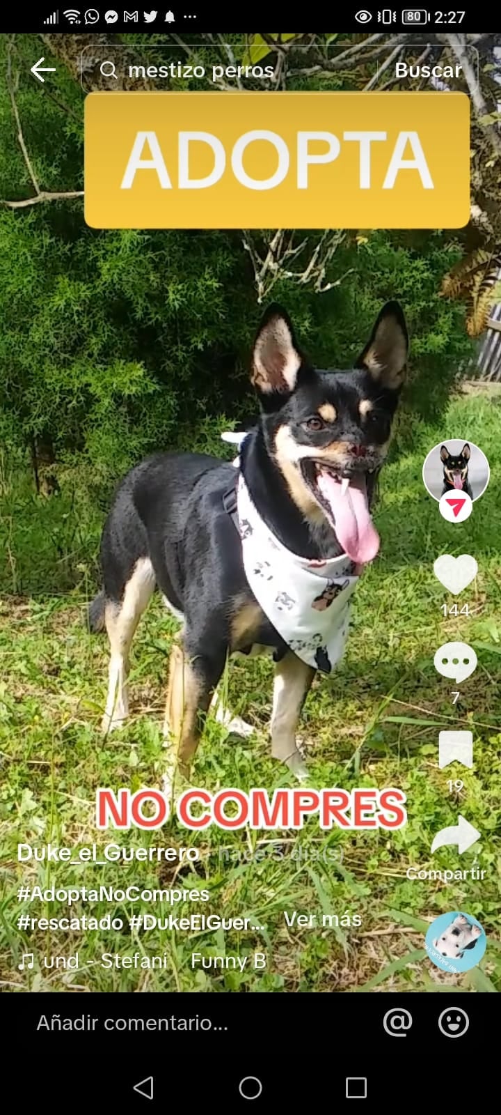 Duke el Guerrero, el perro símbolo contra el m altrato animal porque sobrevivió a un machetazo que le arrancó medio hocico y la nariz, ahora se volvió todo un influencer en tik tok