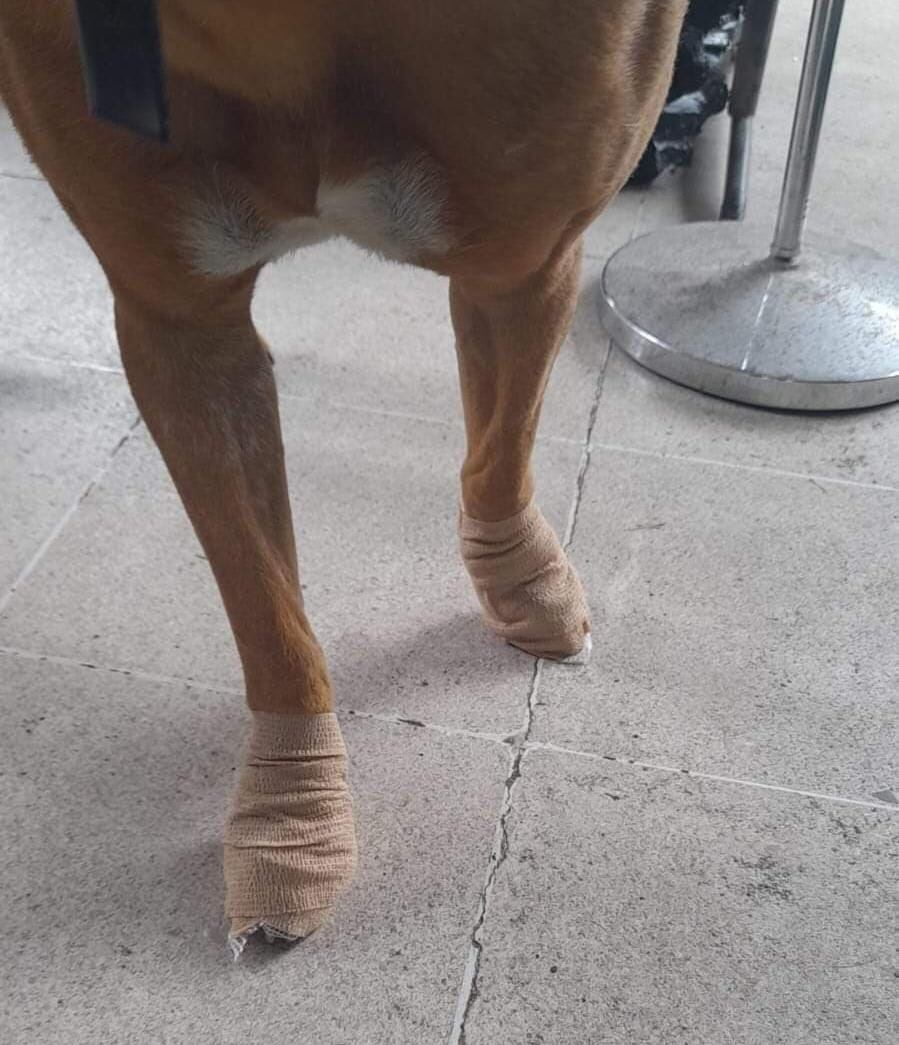 Marshall es una perrita que fue rescatada el 2 de agosto del año pasado y a pesar de ser raza bóxer con 5 años, fue adoptada por un joven de 19 años con autismo que se llama Antwan, según nos contó su mamá, doña María Aguilar Salazar