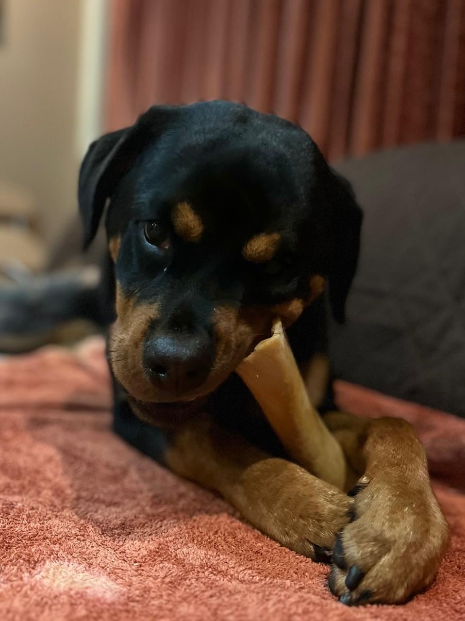 Numa, la Rottweiler que volvió a encender la luz de amor perruno en una casa de Santo Domingo de Heredia