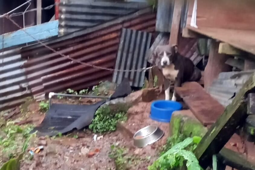 La perrita Sofía fue sacada de una casa en la cual era agredida, se le chineó en otra y ahora Senasa quiere que la devuelvan a donde la agredían