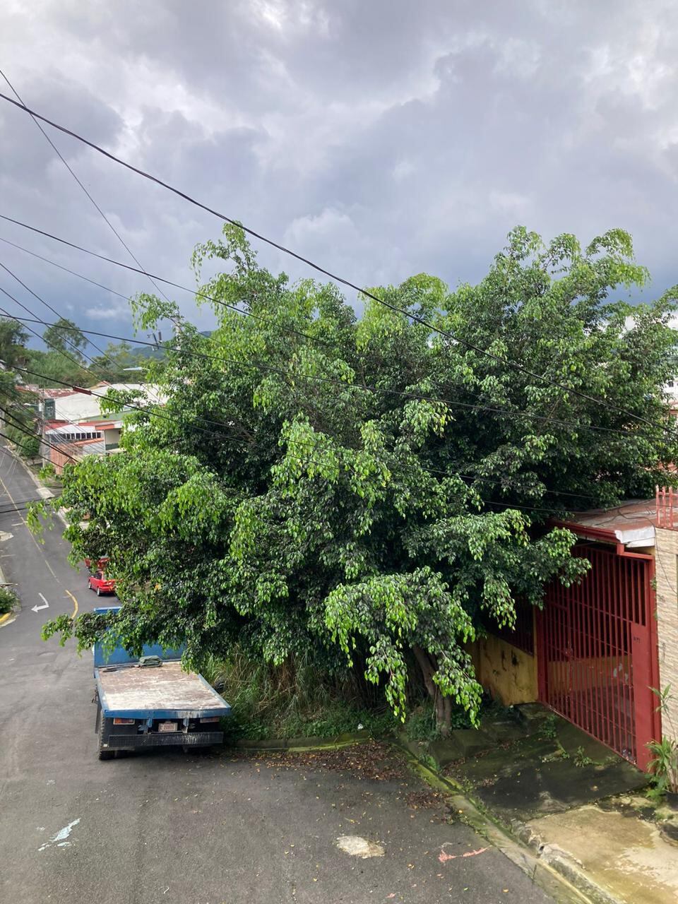 Culebras tienen a los vecinos de barrio desamparadeño atemorizado