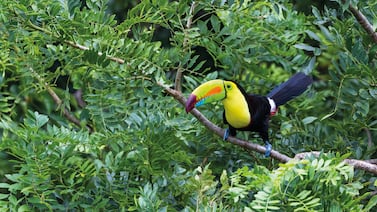 Tucán apareció de la nada y convirtió el café de una joven en una cita inolvidable