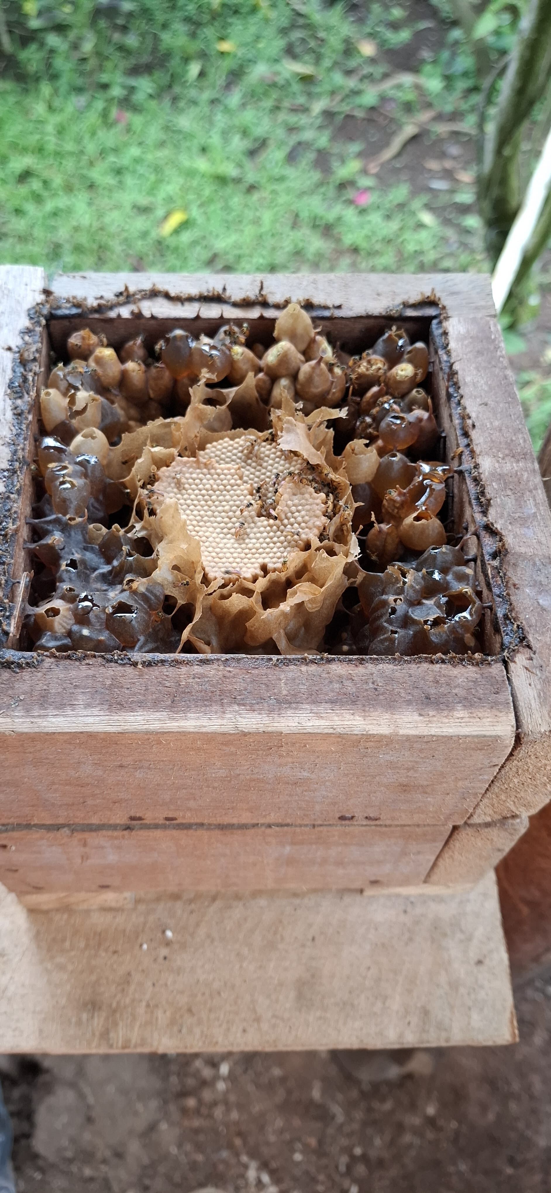 Osvaldo Murillo es un joven de 17 años, que logró crear su proyecto de meliponicultura, tiene varias colmenas y ya ha producido miel para venderla.