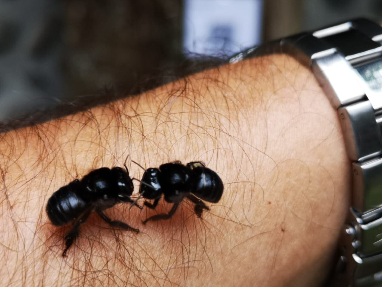 En La Fortuna de San Carlos está el “Bee World-Meliponario Álvaro Wille Trejos” que es un santuario en el cual se exhiben, protegen e investigan, las especies de abejas sin aguijón propias de nuestra zona tropical.