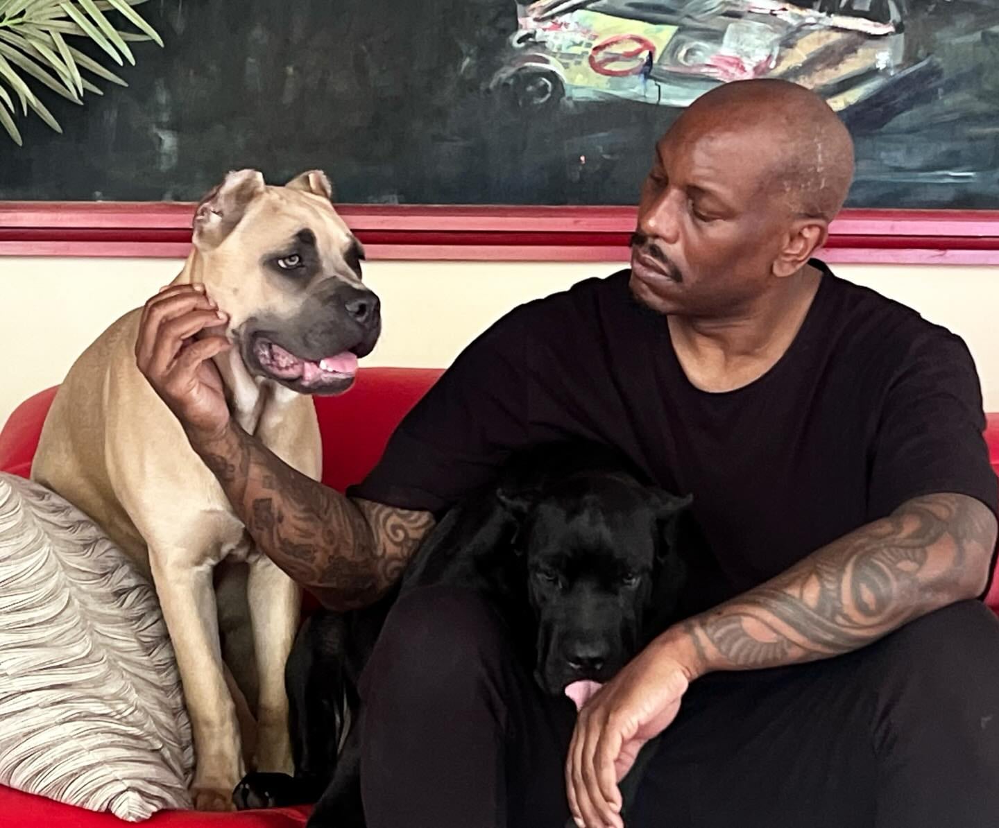 Los perros del actor fueron señalados como responsables de la muerte de la mascota de un vecino.