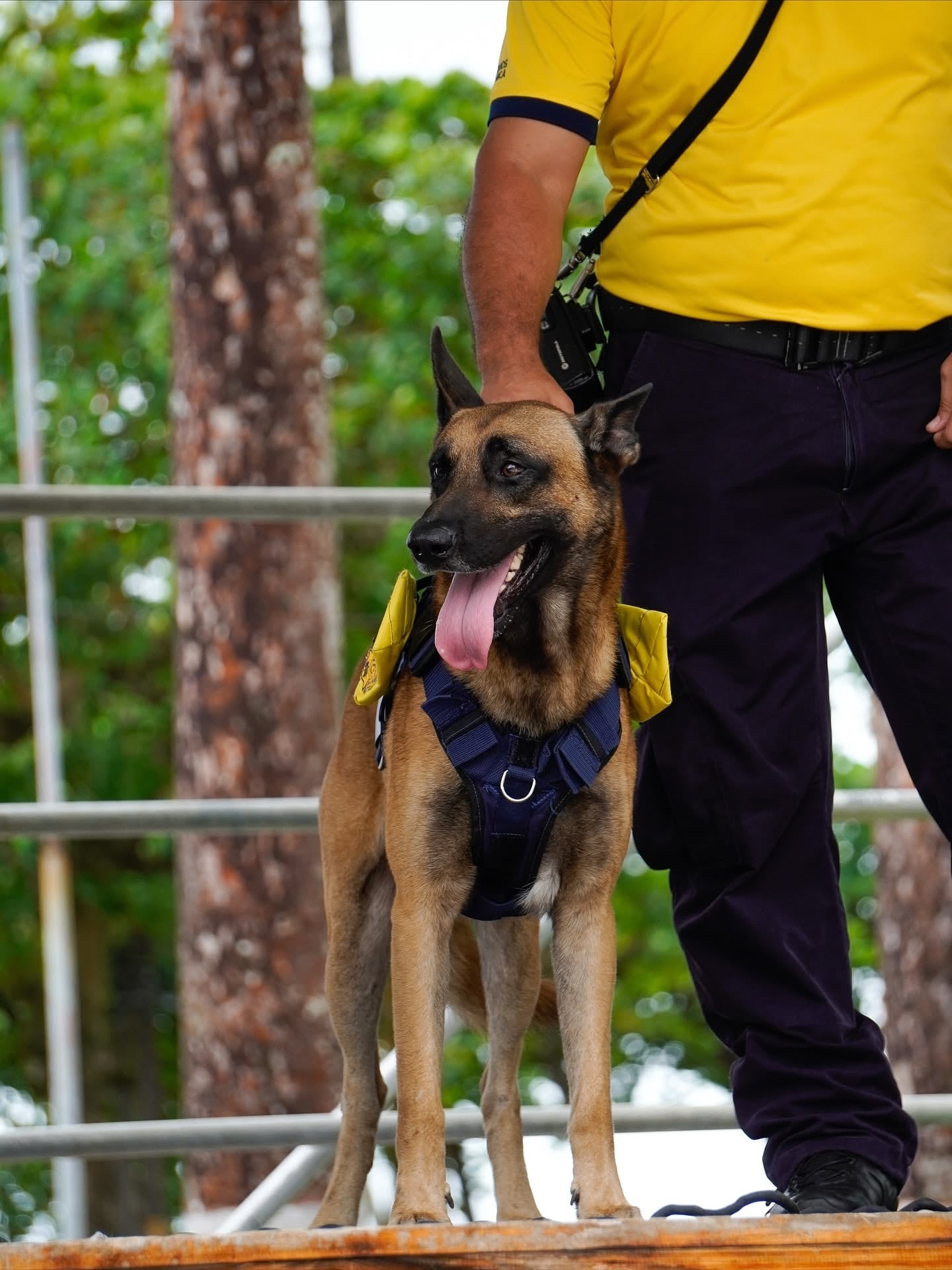 Booster, el bombero de cuatro patas que se ganó a puro cariño a los rescatistas de estación de bomberos de Limón