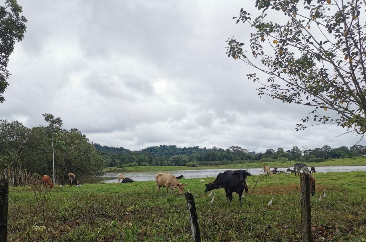 Agricultor y señora de 71 años que trataron de salvar ganado de inundaciones serían las primeras víctimas mortales de las lluvias