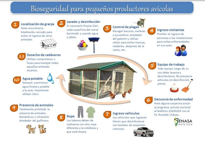 El Servicio Nacional de Salud Animal (SENASA) del ministerio de Agricultura y Ganadería (MAG) confirmó la detección del virus de Influenza Aviar (gripe del pollo) en un criadero de gallinas localizado en Parrita