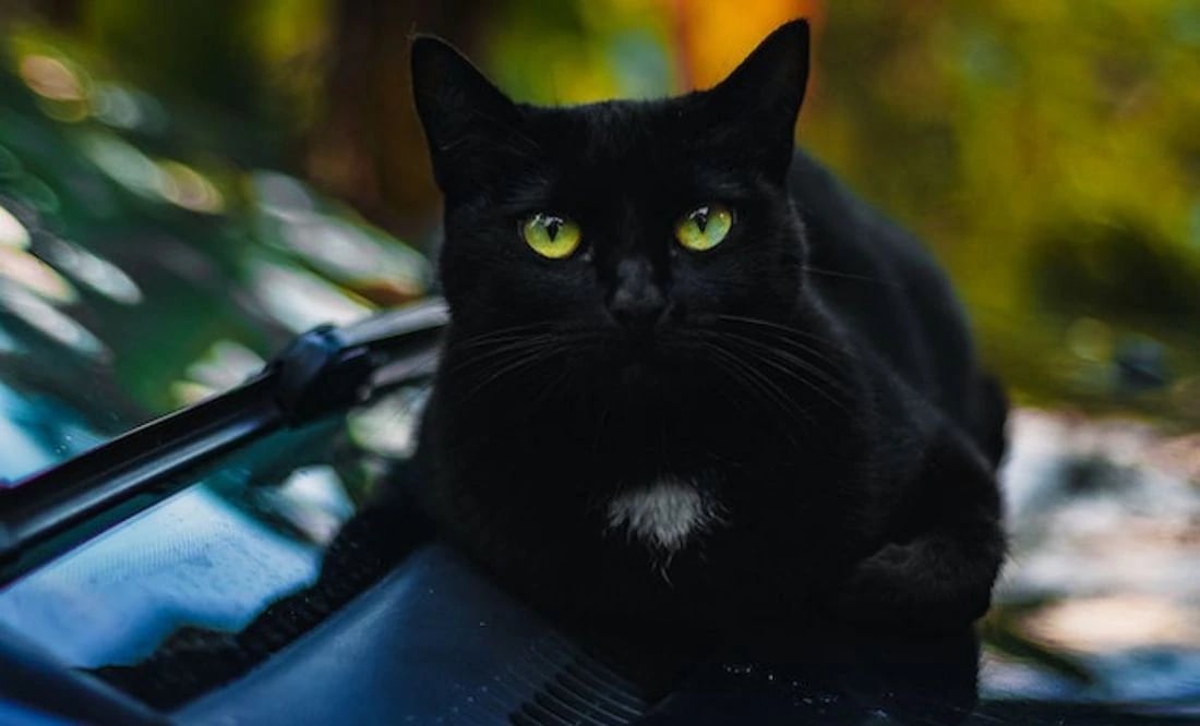 Gato negro