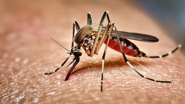 Salud niega brote de fiebre amarilla en Costa Rica, pero mantiene la alerta