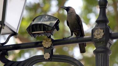 Mujer le dio de comer a cuervos y no va a creer lo que sucedió después