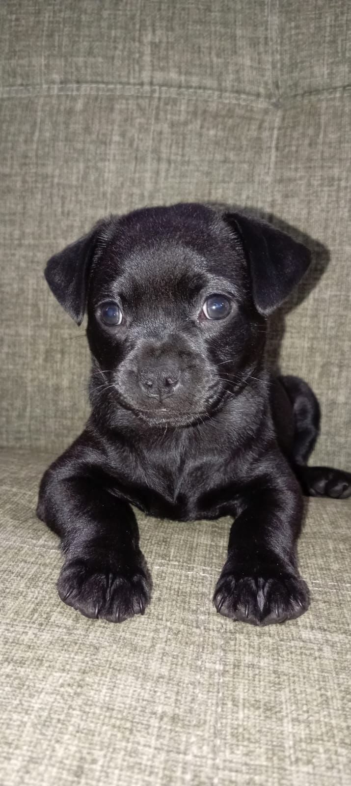 A Pantera la abandonaron en una bolsa de basura en el cruce de Sixaola, Talamanca, fue rescatada por oficiales de la Fuerza Pública. Foto: MSP