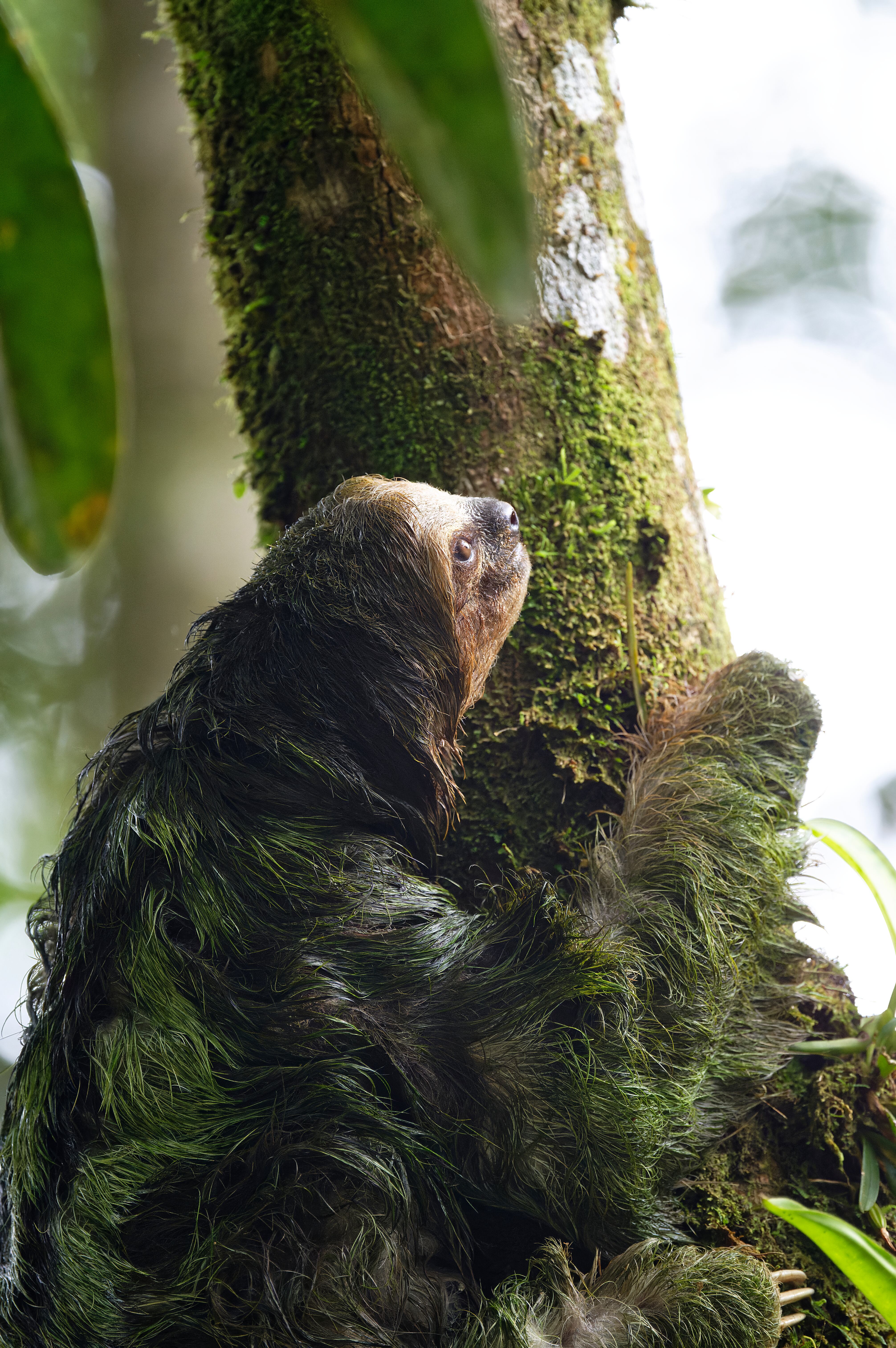 En la tercera visita a Costa Rica que hace el español, Leandro Gallar Carracedo, le tocó vivir lo que él considera la aventura más épica en nuestro país, ya que salvó a un perezoso de morir ahogado el domingo 8 de agosto del 2021