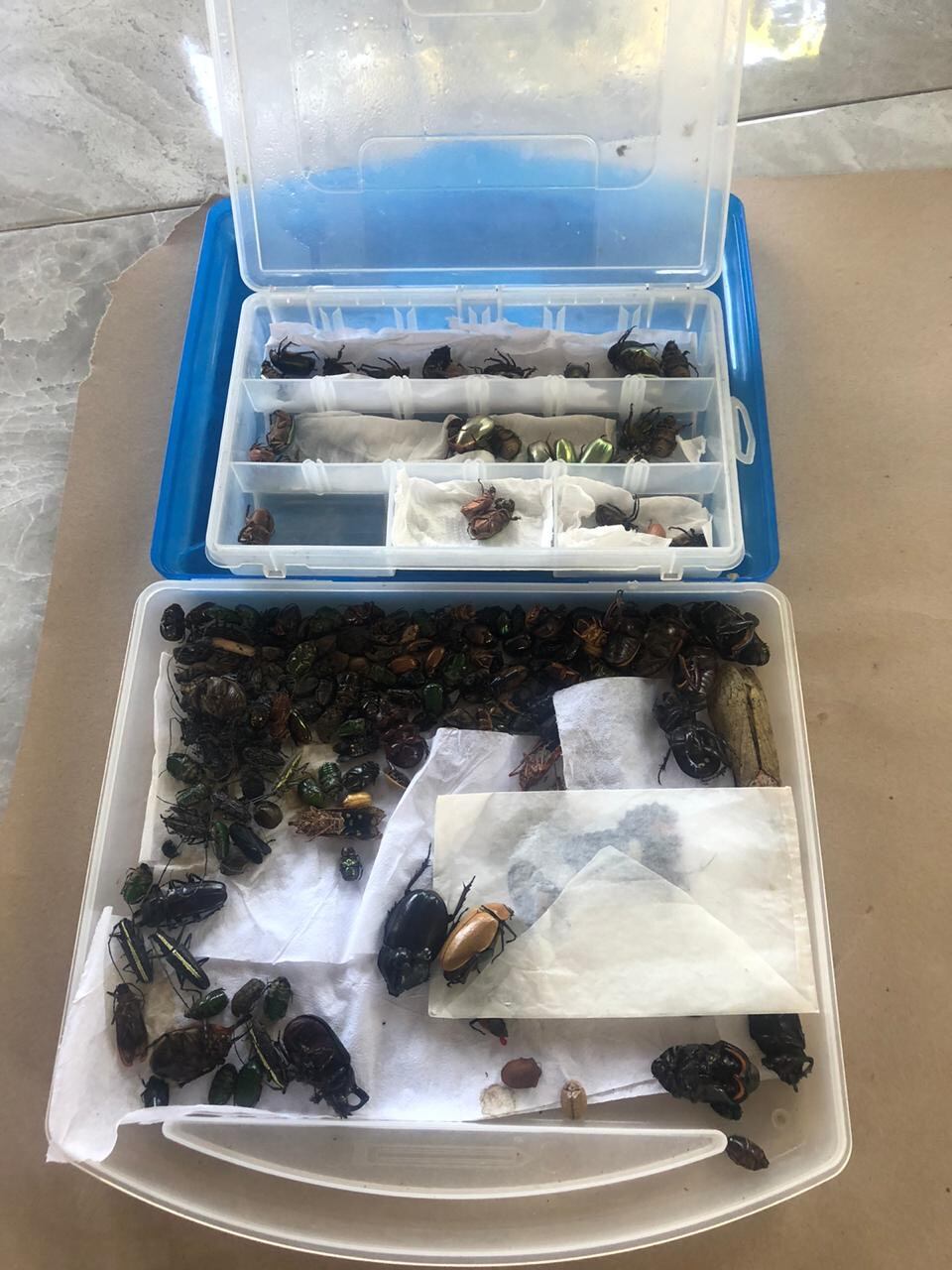 Detienen a familia por dedicarse a vernder especies silvestres de forma ilegal al mercado negro internacional. Foto Ministerio Público.