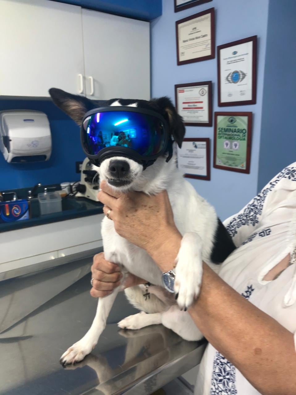Los peluditos de la familia ya no tienen que andar sus ojos desprotegidos porque desde hace unos cinco meses se venden en el país anteojos de sol para perros, traídos por el veterinario Marco Mora Castro