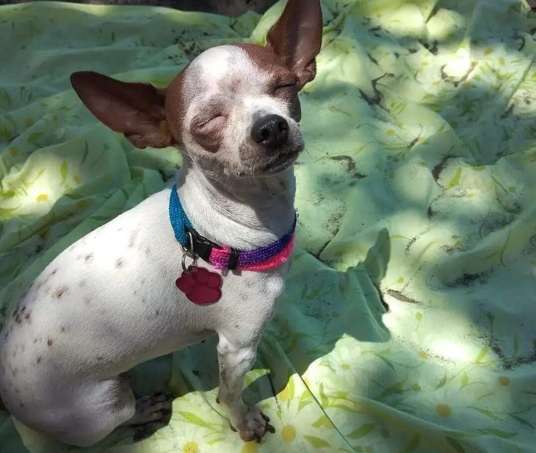 Tammy, chihuahua perdida en Guadalupe el 29 de julio. Foto cortesía Cynthia Contreras.