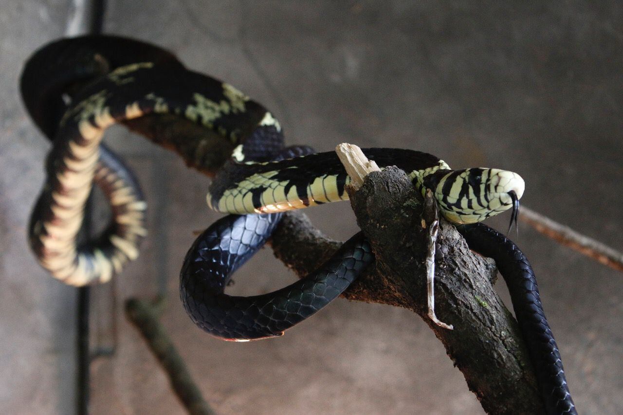 Las actividades tienen como fin fomentar la recreación y el compartir en un ambiente saludable y educativo.