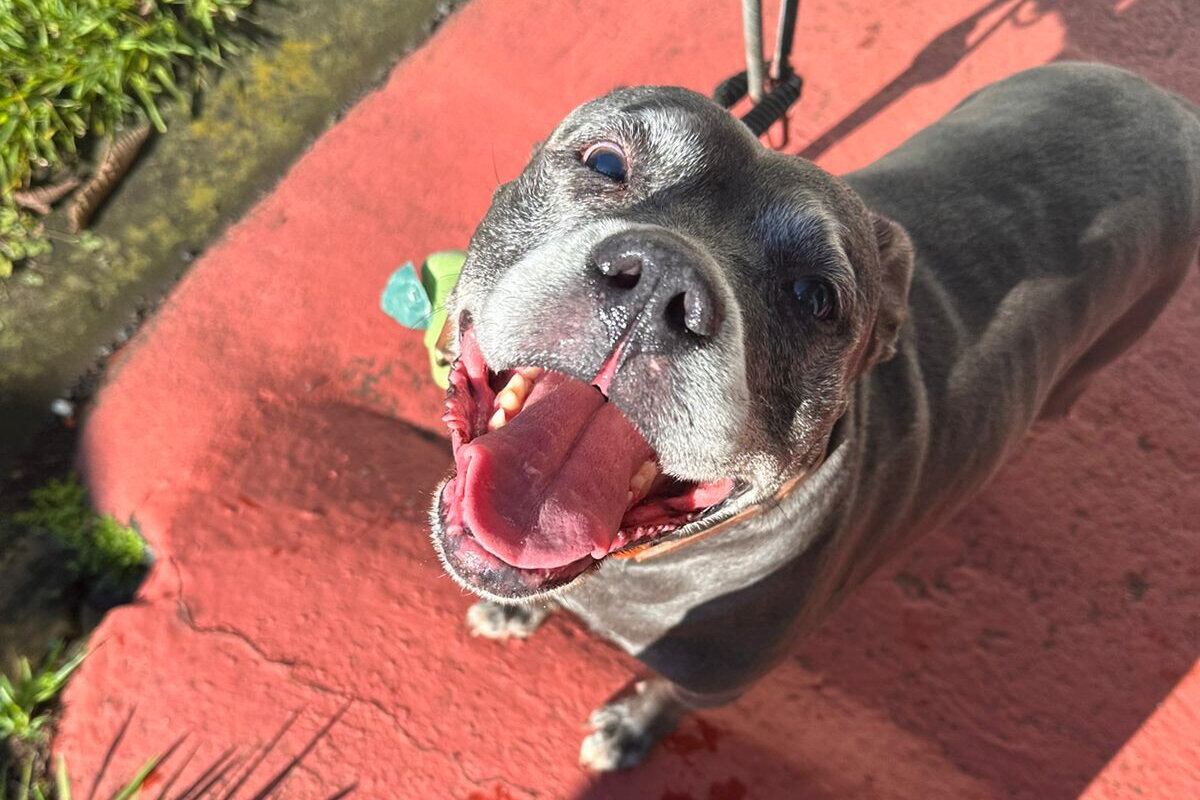 Lazo de amor con su perrita le permite a su dueña comprender la labor de Viva Feria de Mascotas.