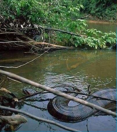Las Autoridades del Sistema Nacional de Áreas de Conservación (SINAC) están alertas ante una foto que circula en redes sociales en la cual se asegura que fue tomada en Costa Rica y se ve una anaconda.