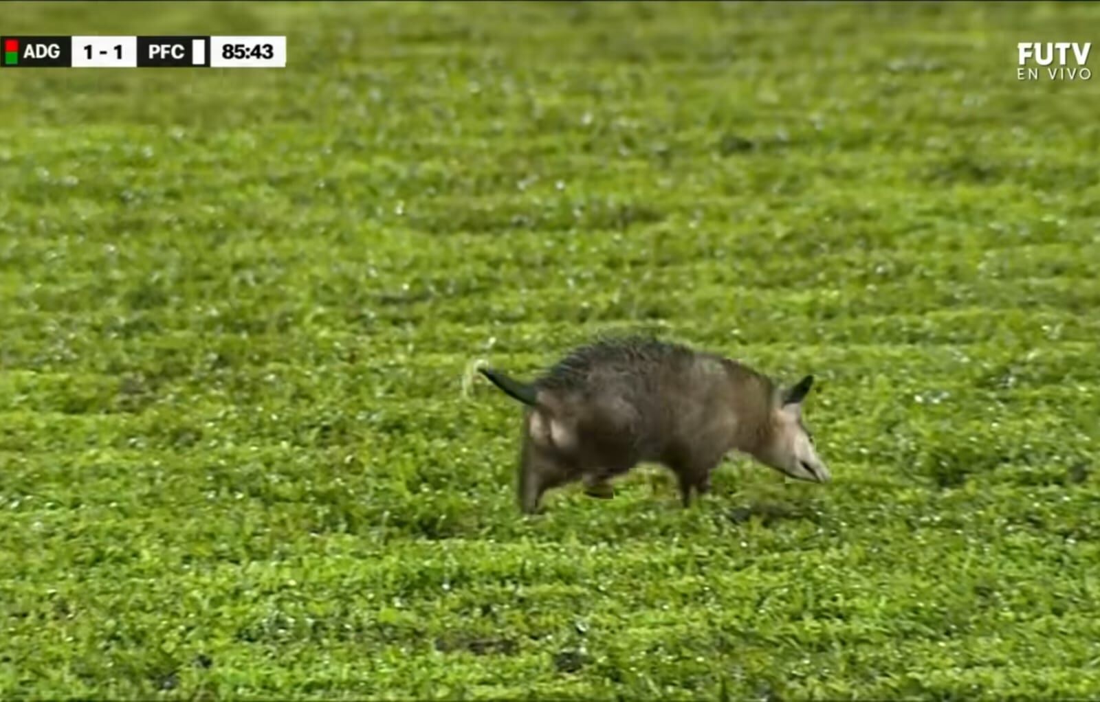Las cámaras de FUTV captaron a lo que en apariencia era un zorro que entró a la cancha del estadio Chorotega. Juego entre Guanacasteca y Puntarenas FC estuvo detenido hasta que sacaron al animalito.