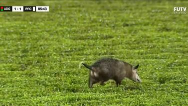 Guanacasteca tomará este domingo sorprendente decisión con zorro que apareció en el estadio