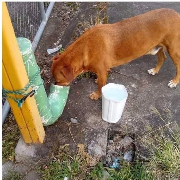 Perro callejero en Turrialba