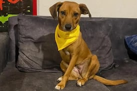 Perros amputados le cambiaron la vida a vecino de Curridabat: “Ellos no se rinden nunca”