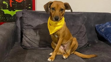 Perros amputados le cambiaron la vida a vecino de Curridabat: “Ellos no se rinden nunca”