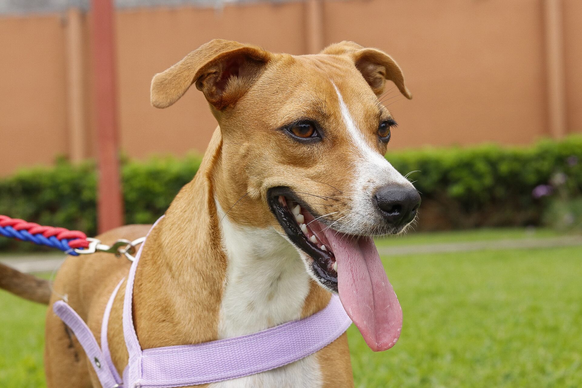 05/09/2024. Retratos a Génesis Vindas, tatuadora fundadora de la organización Perro Callejero. Fotografía: Lilly Arce.