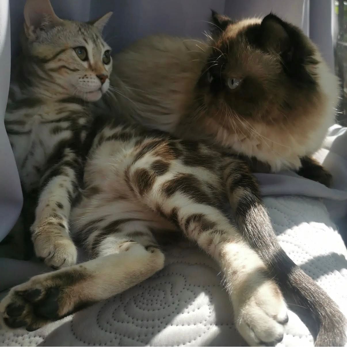 जेव्हा सांता बार्बरा डी हेरेडिया येथील रहिवासी ग्रेसिएला गोमेझ गोमेझने तिची स्वतःची मांजर घेण्याचा निर्णय घेतला, तेव्हा तिने कधीही कल्पना केली नाही की ती योडीसोबतच्या तिच्या आयुष्यातील सर्वात कठीण (आणि सर्वात परिवर्तनीय) लढाईत उतरणार आहे.