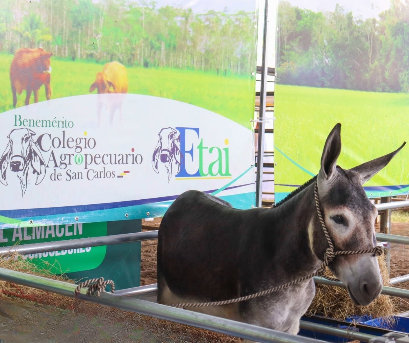 Luigy tiene seis años y es una de las estrellas de “La Granjita del Agro”, donde los estudiantes aprenden haciendo y descubren que cuidar a los animales también es una forma de aprender.