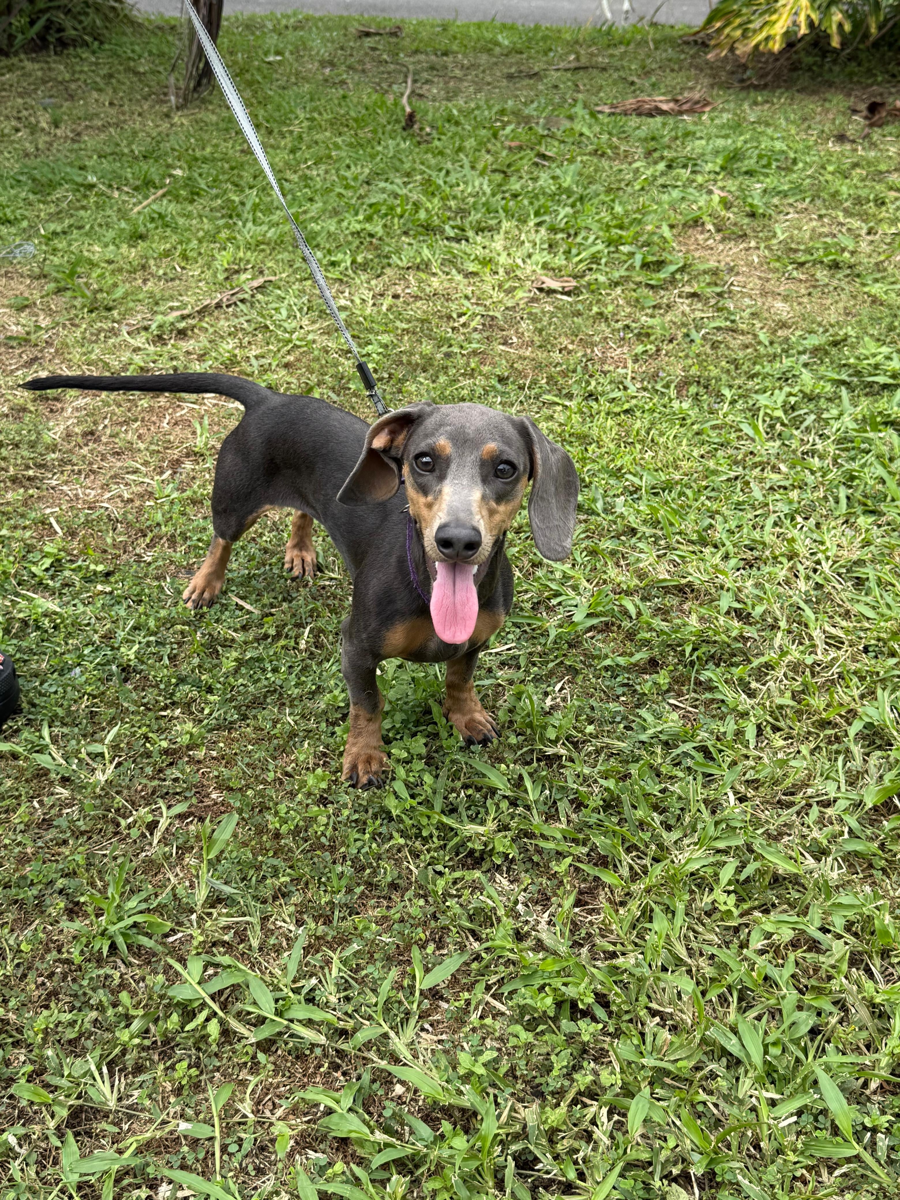 Una perrita chihuahua llamada Bonny tuvo que ser llevada de urgencia a los Juegos Deportivos Nacionales Limón 2026 porque su mamá humana, la nadadora de Santa Ana, Narveish Novoa Madrigal, no aguantó ni un día sin al menos verla unos minutos.