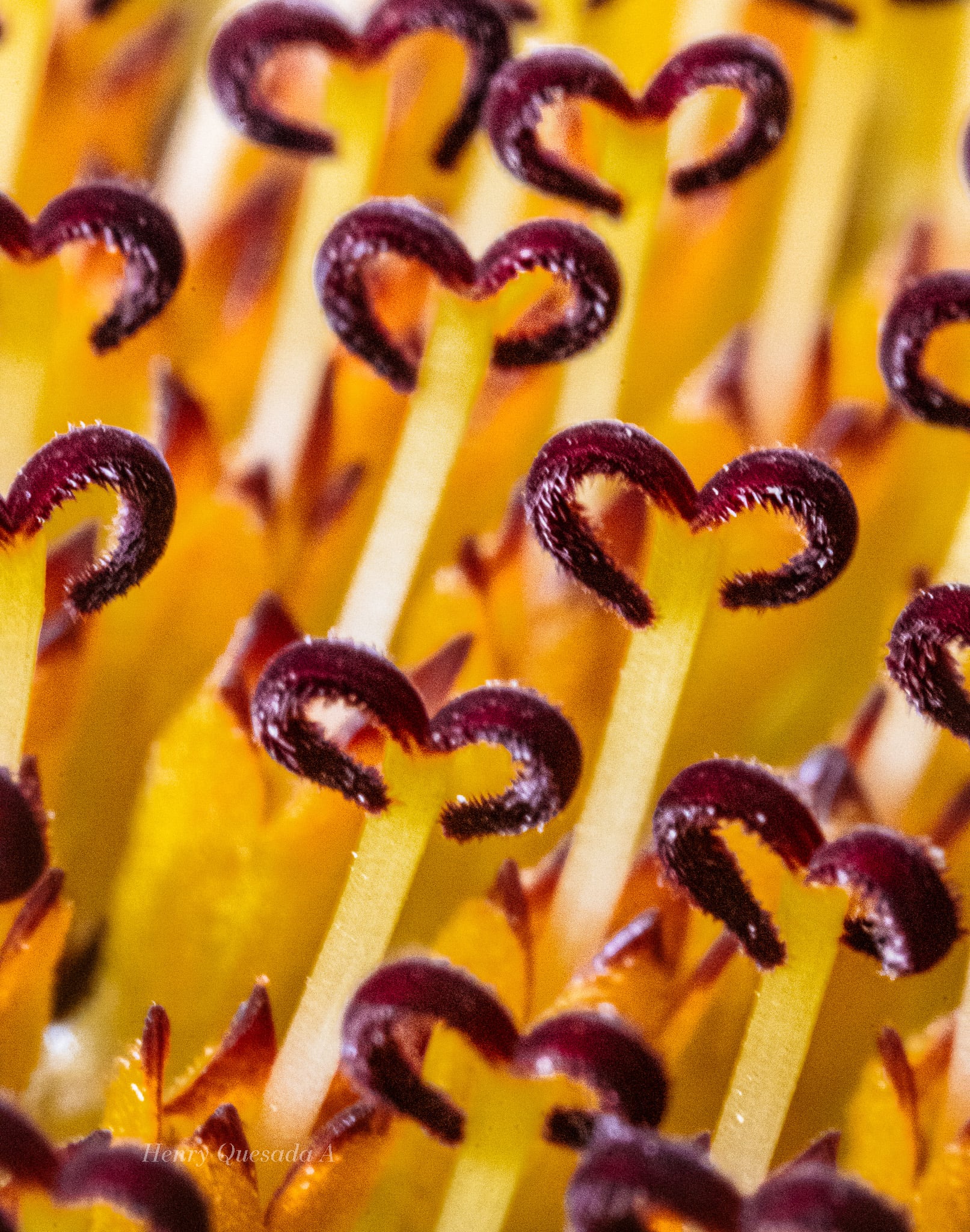 El sancarleño Henry Quesada Agüero, vecino de Ciudad Quesada, puso el nombre de Costa Rica muy en alto luego de ganar el primer lugar en un concurso internacional de fotografía organizado por la Facultad de Ciencias Exactas y Naturales de la Universidad Nacional de Mar del Plata, en Argentina. Al realizar una macrofotografía del corazón de un girasol
