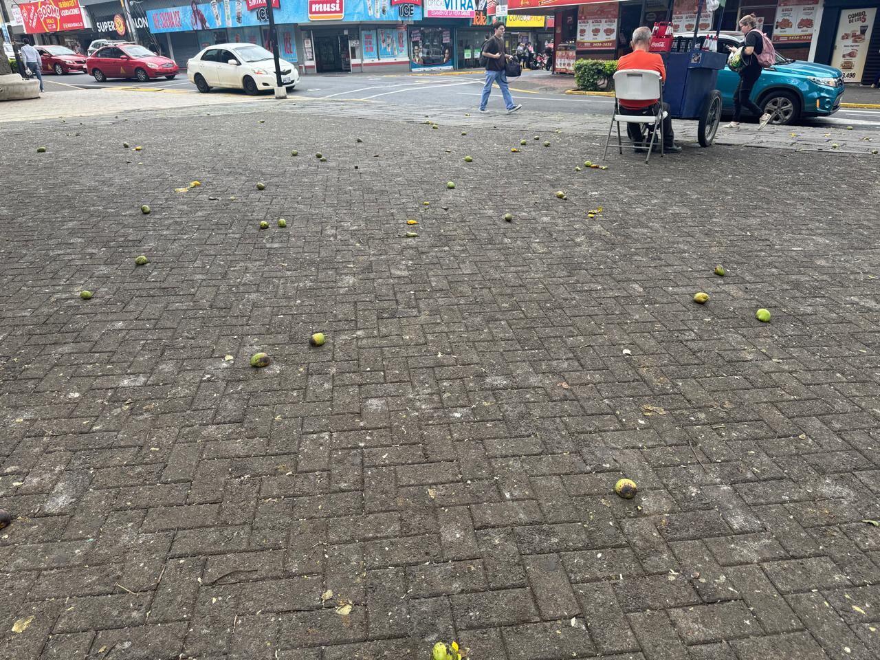 Caída de mangos en parque de Alajuela
