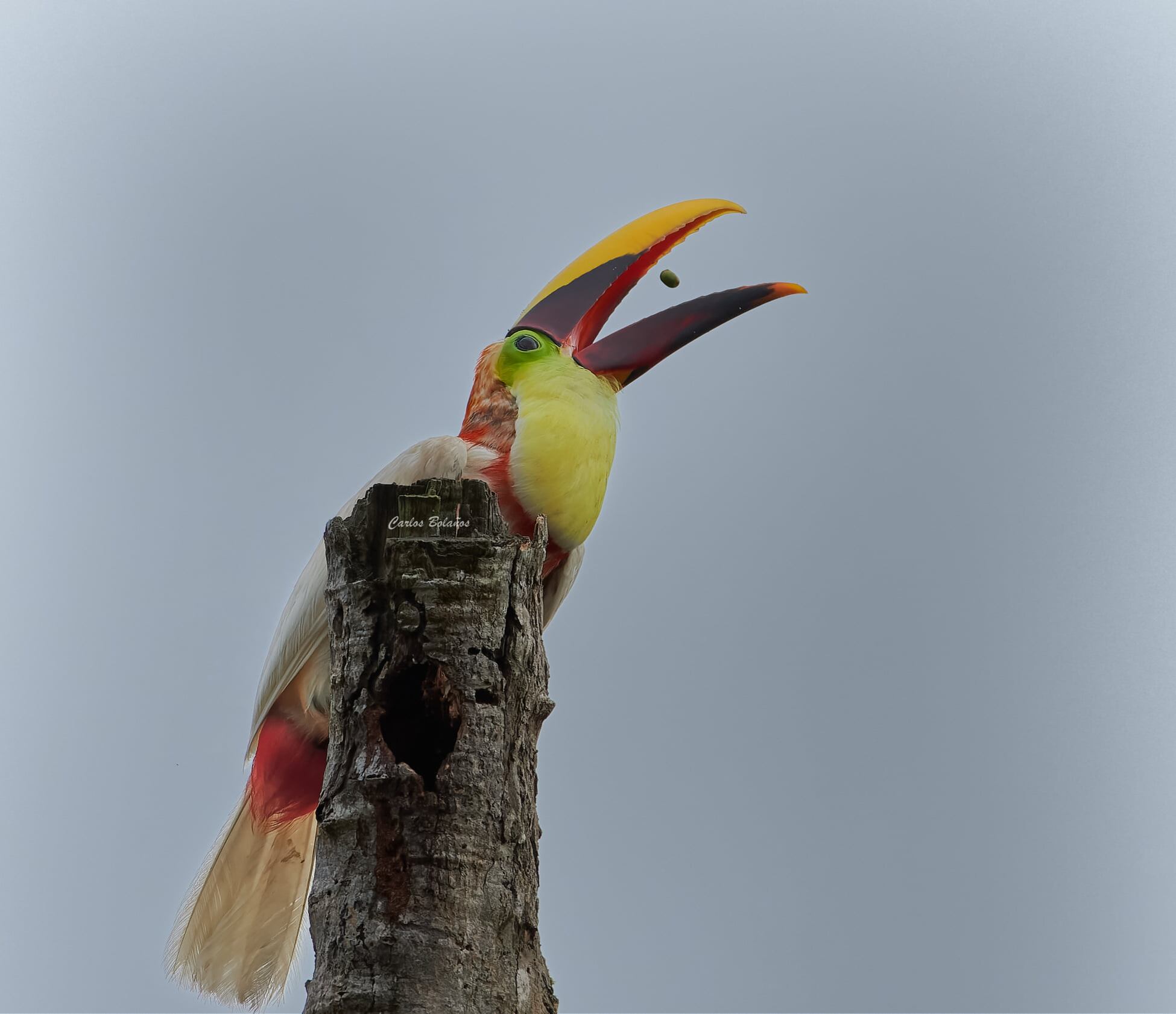 Carlos Bolaños, un fotógrafo profesional de aves, vecino de Guápiles, pasó de luchar al máximo por lograr fotografiar un tucán albino en el 2019, a convertirse en amigo de ese tucán, tanto así que ahora el ave lo visita al menos una vez al año