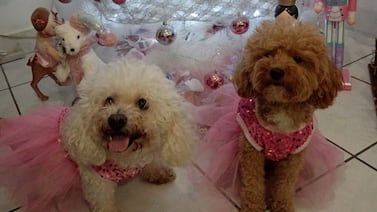 Ataque durante caminata: mujer arriesga su vida para salvar a sus french poodles