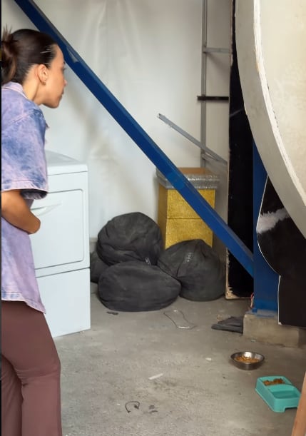 Una familia de gatos son los nuevos integrantes del grupo de Mira quién baila