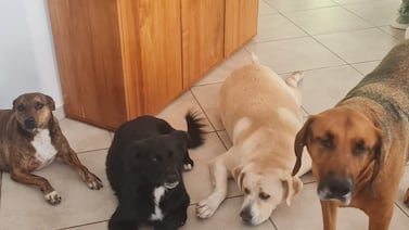 Amistades de pareja europea asesinada y enterrada en Quepos se encargan de cuidar a sus perros