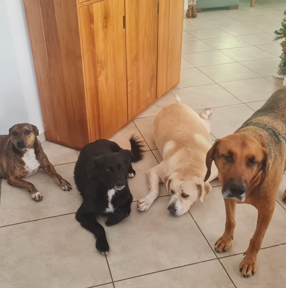 La pareja de europeos eran amantes de los perros. Foto Facebook.