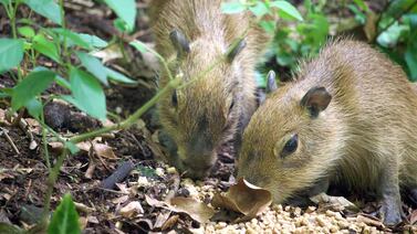 Tratarán de salvar a capibaras llevándolos a la “casa” de uno de los animales más icónicos del país