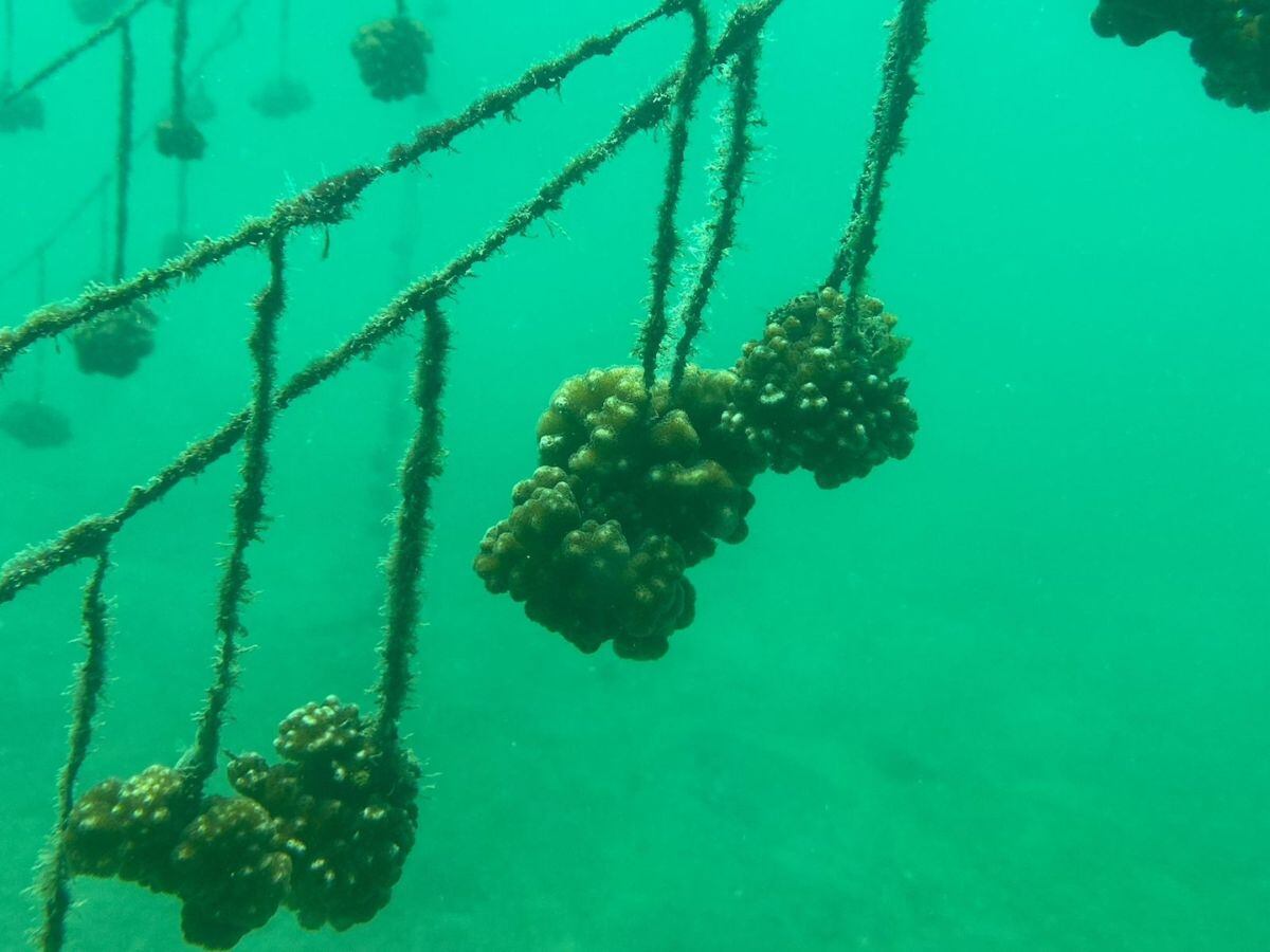 Así se ve la técnica del tendedero.