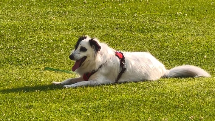 Don René Sandoval, su esposa (Laura Sánchez) y sus dos hijas componen una familia tica que vive en Armenia y viajará a Roma para votar el 1 de febrero, dejando en casa a la perrita Sol