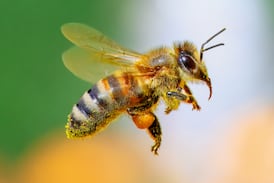 Cruz Roja atiende a 18 niños atacados por abejas en escuela, cuatro fueron trasladados de emergencia
