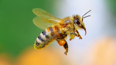 Hombre muere tras ser atacado por abejas en Pérez Zeledón