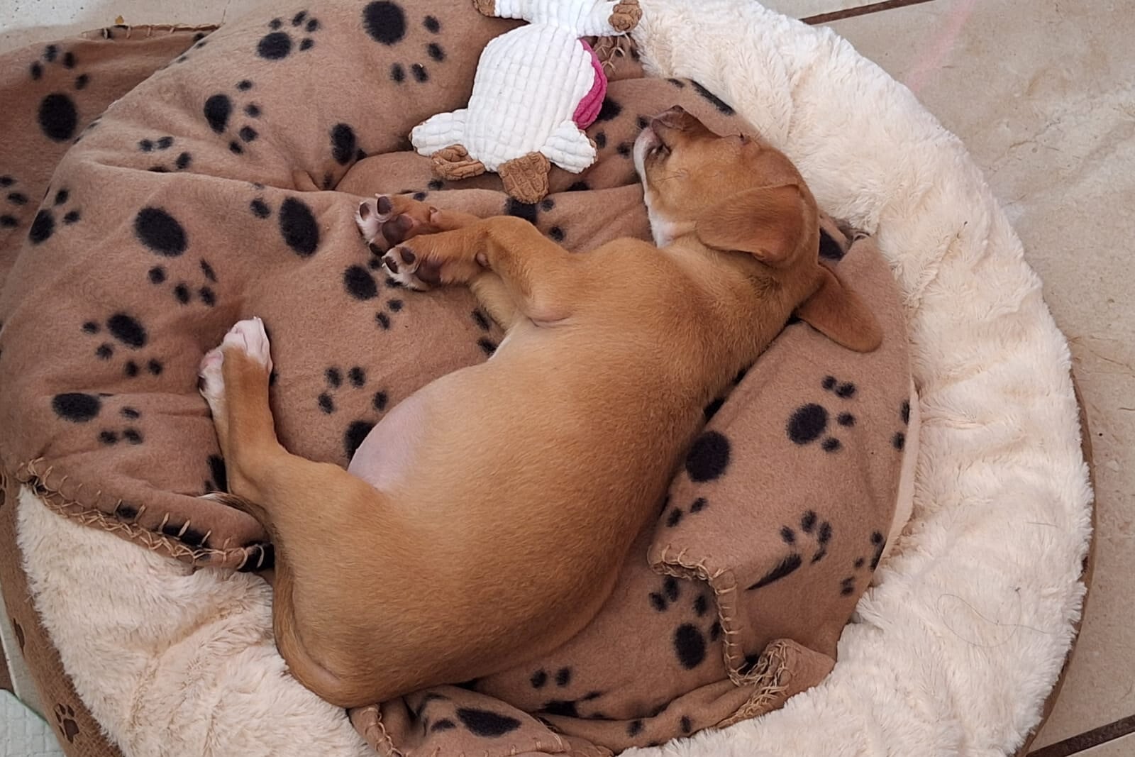 Mamá de perrito rescatado asegura que peludito vino a llenar un vacío.