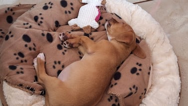 Mamá de perrito rescatado asegura que el animalito llegó a llenar un vacío