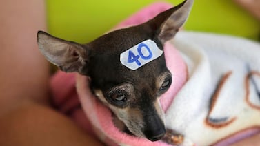 ¡Cuidado con las campañas de castración! Colegio de Veterinarios alerta sobre el riesgo para las mascotas
