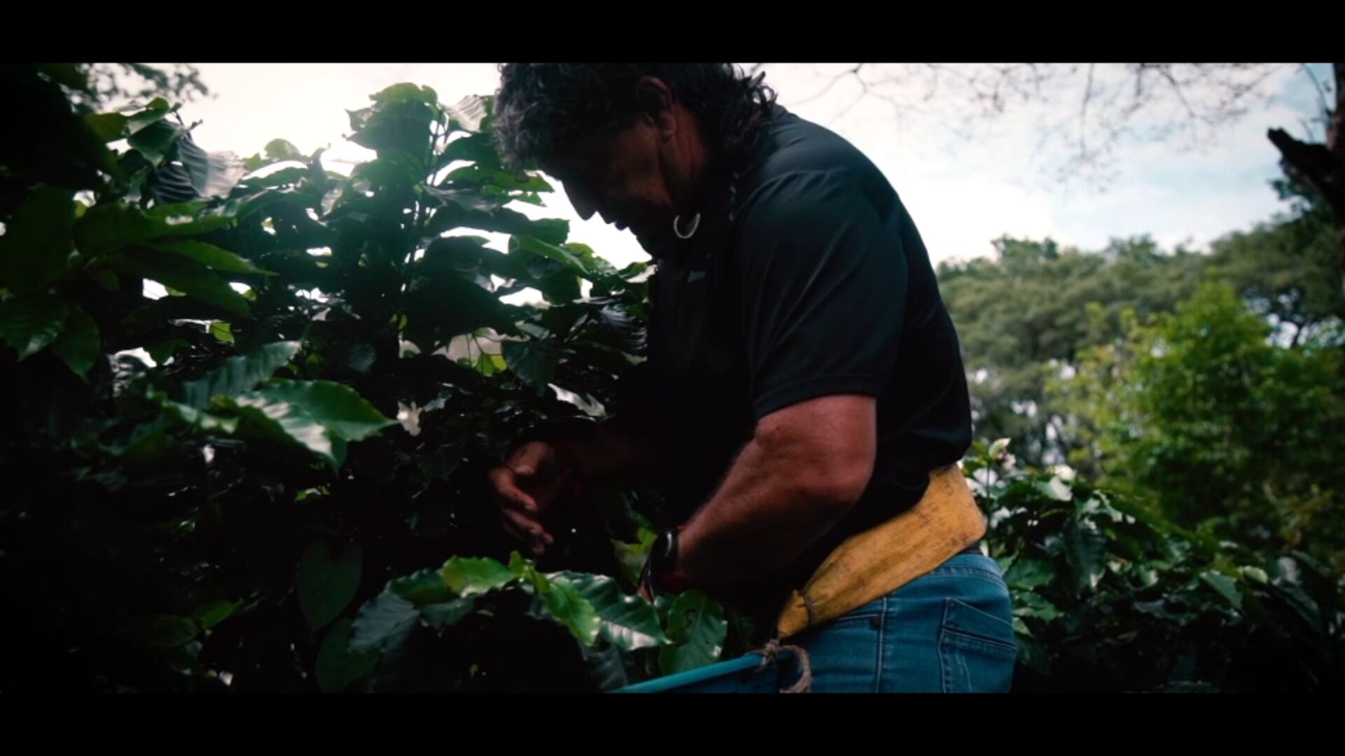 Mauricio Montero volvió a las fincas para coger café.